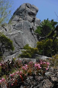 大ヤスリ岩とイワカガミ